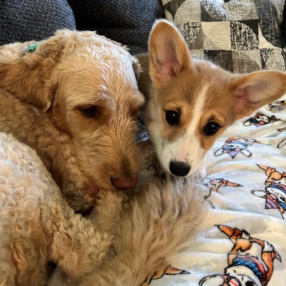 Meet your Posher, Emily - Picture 2 of 4